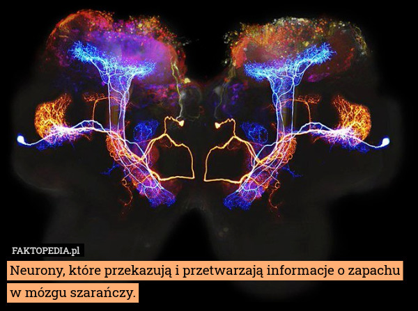 Neurony, które przekazują i przetwarzają informacje o zapachu w mózgu szarańczy. 