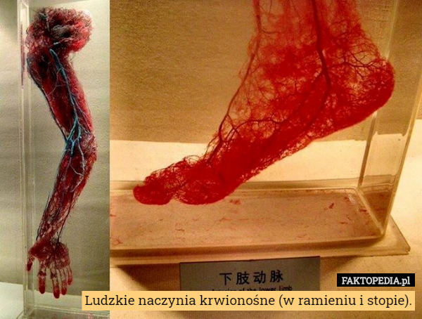 Ludzkie naczynia krwionośne (w ramieniu i stopie). 