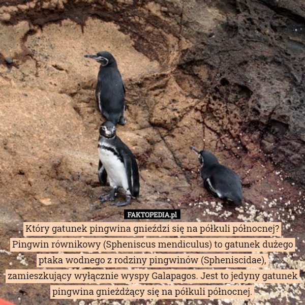 Który gatunek pingwina gnieździ się na półkuli północnej?
Pingwin równikowy (Spheniscus mendiculus) to gatunek dużego ptaka wodnego z rodziny pingwinów (Spheniscidae), zamieszkujący wyłącznie wyspy Galapagos. Jest to jedyny gatunek pingwina gnieżdżący się na półkuli północnej. 