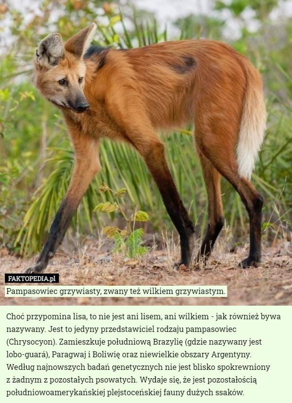 Pampasowiec grzywiasty, zwany też wilkiem grzywiastym.

Choć przypomina lisa, to nie jest ani lisem, ani wilkiem - jak również bywa nazywany. Jest to jedyny przedstawiciel rodzaju pampasowiec (Chrysocyon). Zamieszkuje południową Brazylię (gdzie nazywany jest lobo-guará), Paragwaj i Boliwię oraz niewielkie obszary Argentyny.
 Według najnowszych badań genetycznych nie jest blisko spokrewniony
 z żadnym z pozostałych psowatych. Wydaje się, że jest pozostałością południowoamerykańskiej plejstoceńskiej fauny dużych ssaków. 