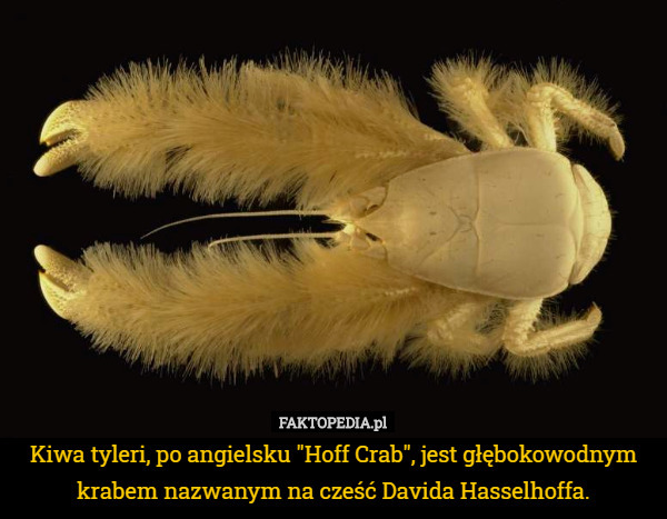 Kiwa tyleri, po angielsku "Hoff Crab", jest głębokowodnym krabem nazwanym na cześć Davida Hasselhoffa. 