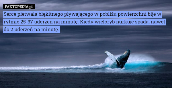 Serce płetwala błękitnego pływającego w pobliżu powierzchni bije w rytmie 25-37 uderzeń na minutę. Kiedy wieloryb nurkuje spada, nawet do 2 uderzeń na minutę. 
