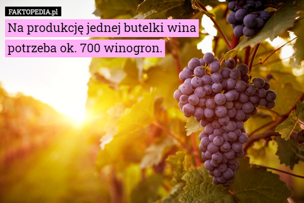 Na produkcję jednej butelki wina potrzeba ok. 700 winogron. 
