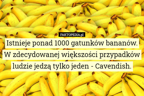 Istnieje ponad 1000 gatunków bananów. W zdecydowanej większości przypadków ludzie jedzą tylko jeden - Cavendish. 