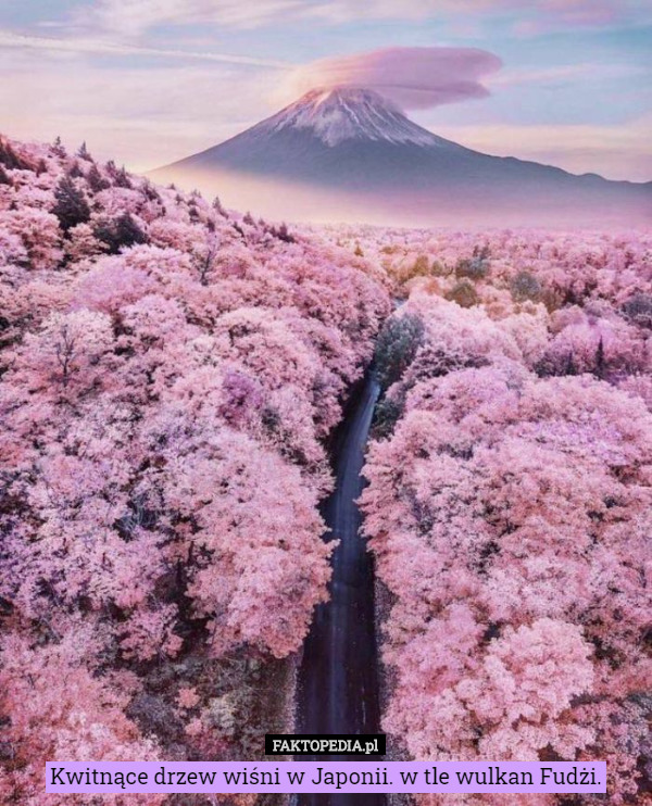 Kwitnące drzew wiśni w Japonii. w tle wulkan Fudżi. 