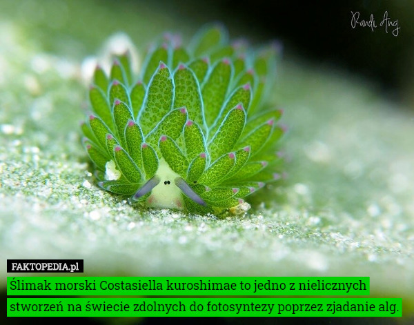 Ślimak morski Costasiella kuroshimae to jedno z nielicznych stworzeń na świecie zdolnych do fotosyntezy poprzez zjadanie alg. 