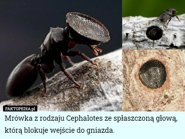 Mrówka z rodzaju Cephalotes ze spłaszczoną głową, którą blokuje wejście do gniazda. 