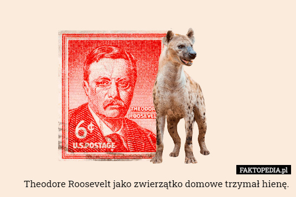 Theodore Roosevelt jako zwierzątko domowe trzymał hienę. 