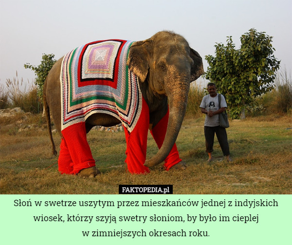 Słoń w swetrze uszytym przez mieszkańców jednej z indyjskich wiosek, którzy szyją swetry słoniom, by było im cieplej
w zimniejszych okresach roku. 