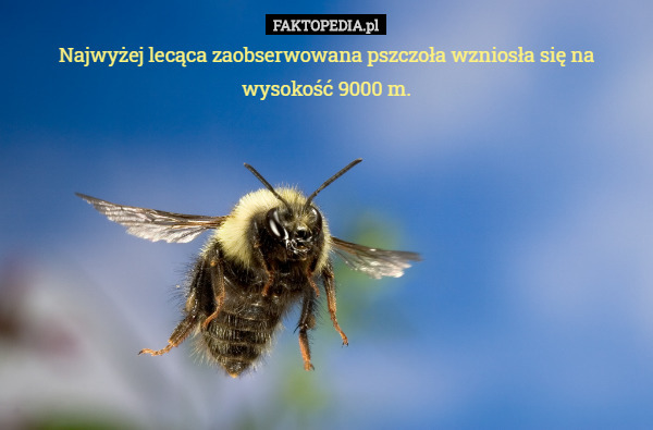 Najwyżej lecąca zaobserwowana pszczoła wzniosła się na wysokość 9000 m. 