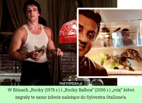 W filmach „Rocky (1976 r.) i „Rocky Balboa” (2006 r.) „rolę” żółwi zagrały te same żółwie należące do Sylvestra Stallone’a. 