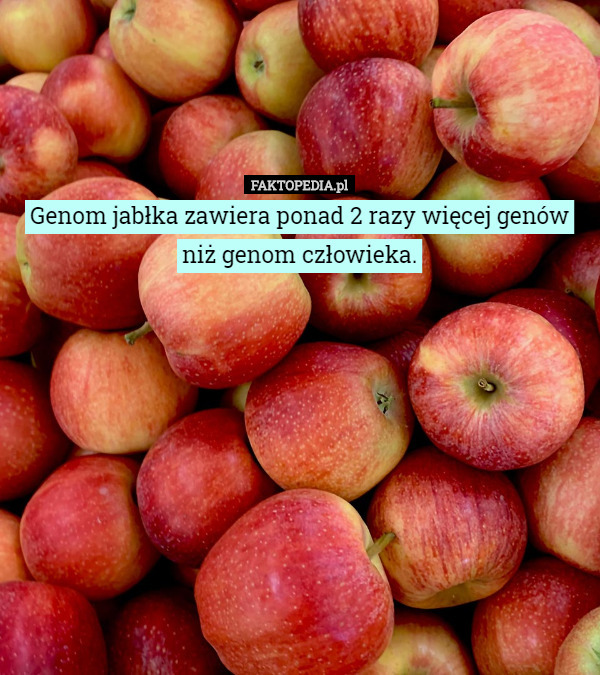 Genom jabłka zawiera ponad 2 razy więcej genów niż genom człowieka. 