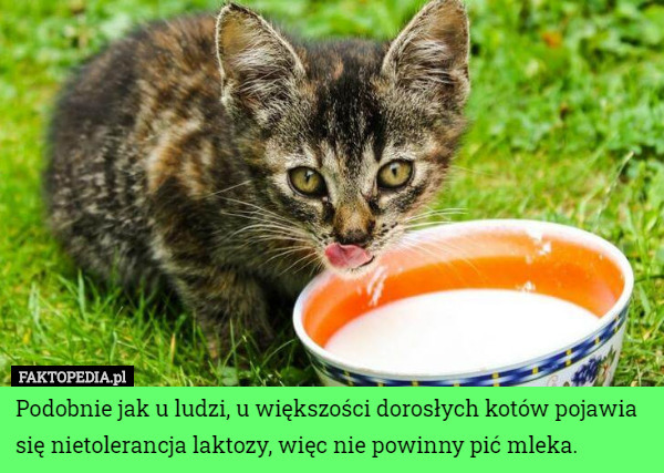 Podobnie jak u ludzi, u większości dorosłych kotów pojawia się nietolerancja laktozy, więc nie powinny pić mleka. 