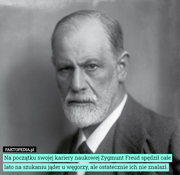 Na początku swojej kariery naukowej Zygmunt Freud spędził całe lato na szukaniu jąder u węgorzy, ale ostatecznie ich nie znalazł. 