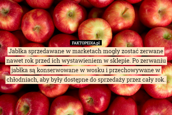Jabłka sprzedawane w marketach mogły zostać zerwane nawet rok przed ich wystawieniem w sklepie. Po zerwaniu jabłka są konserwowane w wosku i przechowywane w chłodniach, aby były dostępne do sprzedaży przez cały rok. 