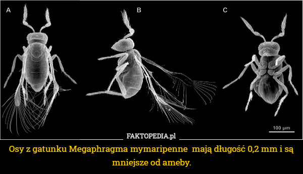 Osy z gatunku Megaphragma mymaripenne  mają długość 0,2 mm i są mniejsze od ameby. 