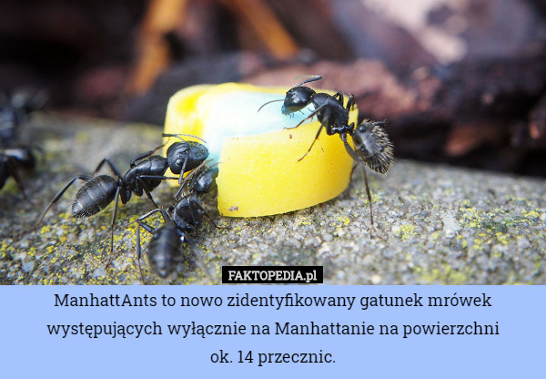 ManhattAnts to nowo zidentyfikowany gatunek mrówek występujących wyłącznie na Manhattanie na powierzchni
ok. 14 przecznic. 