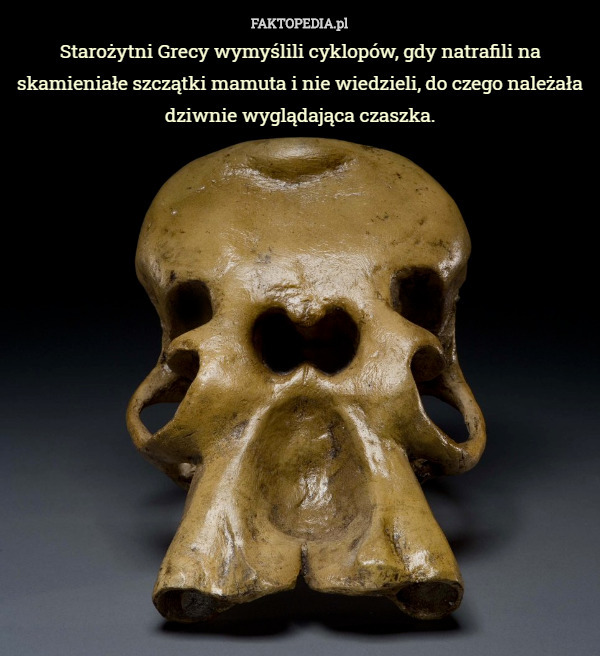 Starożytni Grecy wymyślili cyklopów, gdy natrafili na skamieniałe szczątki mamuta i nie wiedzieli, do czego należała dziwnie wyglądająca czaszka. 