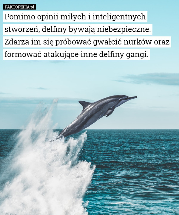 Pomimo opinii miłych i inteligentnych stworzeń, delfiny bywają niebezpieczne. Zdarza im się próbować gwałcić nurków oraz formować atakujące inne delfiny gangi. 