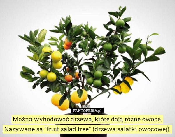 Można wyhodować drzewa, które dają różne owoce. Nazywane są "fruit salad tree" (drzewa sałatki owocowej). 