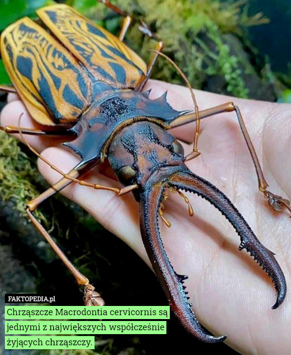 Chrząszcze Macrodontia cervicornis są jednymi z największych współcześnie żyjących chrząszczy. 