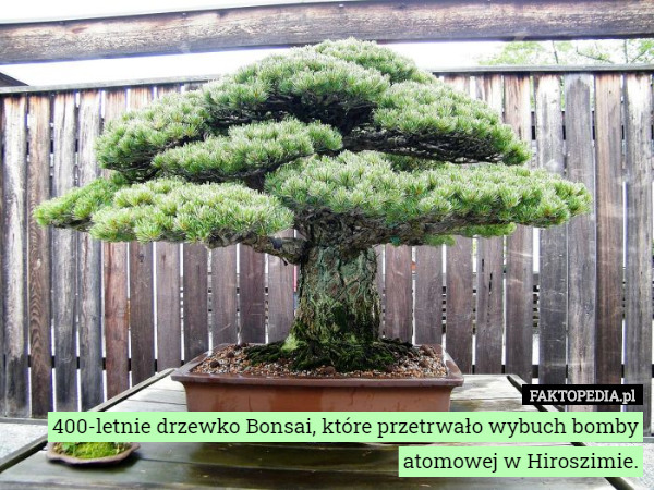 400-letnie drzewko Bonsai, które przetrwało wybuch bomby atomowej w Hiroszimie. 