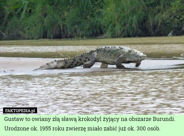 Gustaw to owiany złą sławą krokodyl żyjący na obszarze Burundi. Urodzone ok. 1955 roku zwierzę miało zabić już ok. 300 osób. 