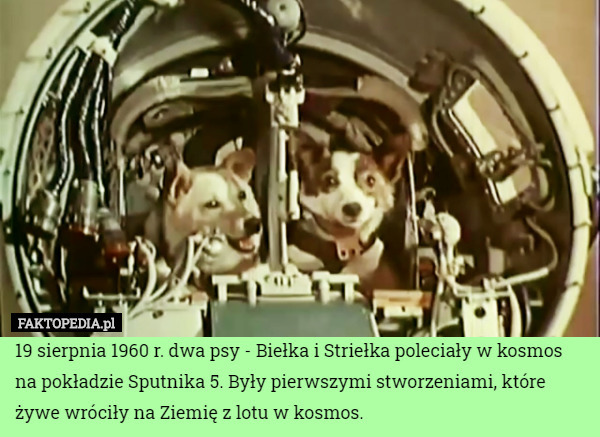 19 sierpnia 1960 r. dwa psy - Biełka i Striełka poleciały w kosmos na pokładzie Sputnika 5. Były pierwszymi stworzeniami, które żywe wróciły na Ziemię z lotu w kosmos. 