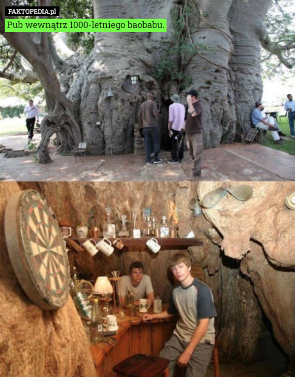 Pub wewnątrz 1000-letniego baobabu. 