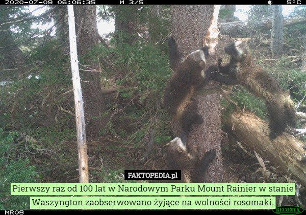 Pierwszy raz od 100 lat w Narodowym Parku Mount Rainier w stanie Waszyngton zaobserwowano żyjące na wolności rosomaki. 