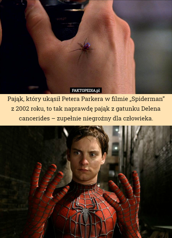 Pająk, który ukąsił Petera Parkera w filmie „Spiderman”
z 2002 roku, to tak naprawdę pająk z gatunku Delena cancerides – zupełnie niegroźny dla człowieka. 