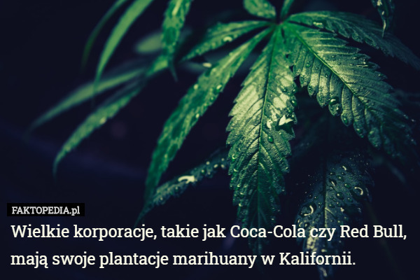 Wielkie korporacje, takie jak Coca-Cola czy Red Bull, mają swoje plantacje marihuany w Kalifornii. 