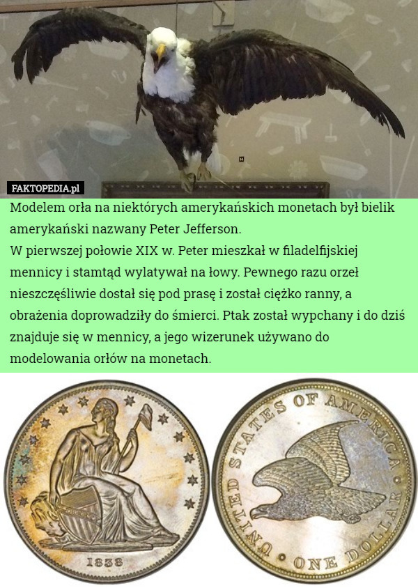 Modelem orła na niektórych amerykańskich monetach był bielik amerykański nazwany Peter Jefferson.
W pierwszej połowie XIX w. Peter mieszkał w filadelfijskiej mennicy i stamtąd wylatywał na łowy. Pewnego razu orzeł nieszczęśliwie dostał się pod prasę i został ciężko ranny, a obrażenia doprowadziły do śmierci. Ptak został wypchany i do dziś znajduje się w mennicy, a jego wizerunek używano do modelowania orłów na monetach. 