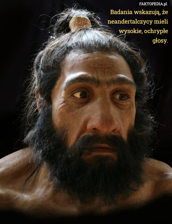 Badania wskazują, że neandertalczycy mieli wysokie, ochrypłe głosy. 