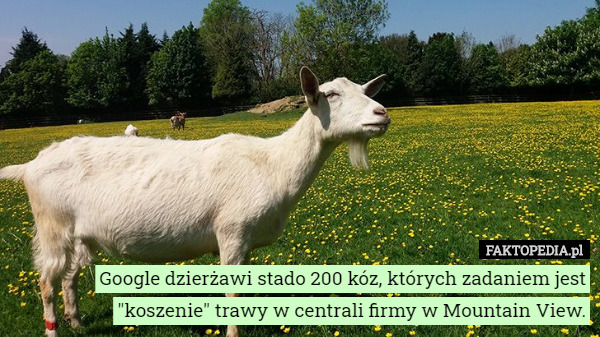 Google dzierżawi stado 200 kóz, których zadaniem jest "koszenie" trawy w centrali firmy w Mountain View. 