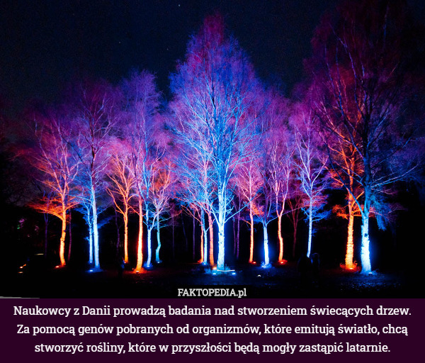 Naukowcy z Danii prowadzą badania nad stworzeniem świecących drzew. Za pomocą genów pobranych od organizmów, które emitują światło, chcą stworzyć rośliny, które w przyszłości będą mogły zastąpić latarnie. 