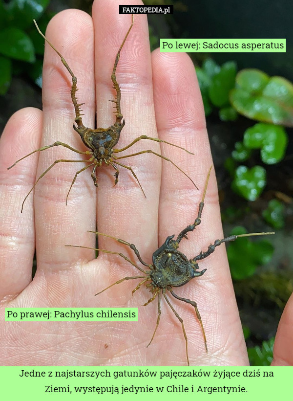 Po lewej: Sadocus asperatus Po prawej: Pachylus chilensis Jedne z najstarszych gatunków pajęczaków żyjące dziś na Ziemi, występują jedynie w Chile i Argentynie. 