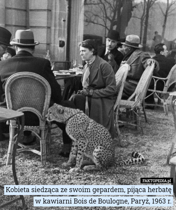 Kobieta siedząca ze swoim gepardem, pijąca herbatę w kawiarni Bois de Boulogne, Paryż, 1963 r. 
