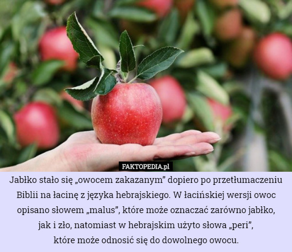 Jabłko stało się „owocem zakazanym” dopiero po przetłumaczeniu Biblii na łacinę z języka hebrajskiego. W łacińskiej wersji owoc opisano słowem „malus”, które może oznaczać zarówno jabłko,
jak i zło, natomiast w hebrajskim użyto słowa „peri”,
 które może odnosić się do dowolnego owocu. 