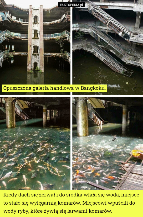 Opuszczona galeria handlowa w Bangkoku. Kiedy dach się zerwał i do środka wlała się woda, miejsce to stało się wylęgarnią komarów. Miejscowi wpuścili do wody ryby, które żywią się larwami komarów. 
