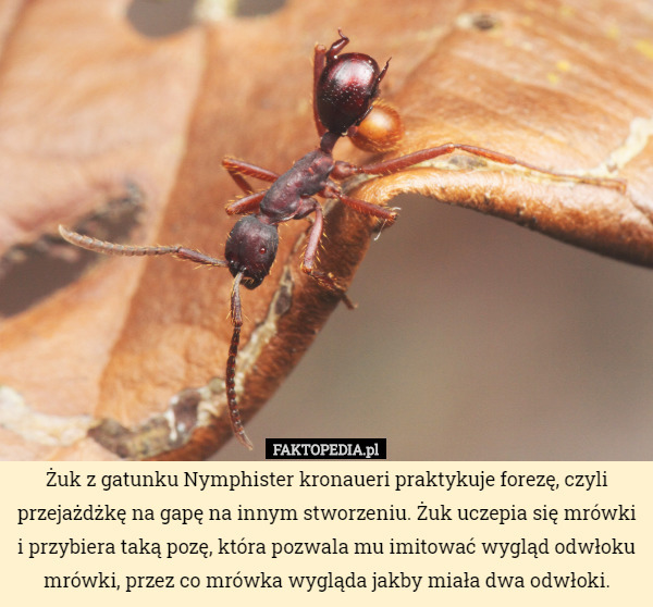Żuk z gatunku Nymphister kronaueri praktykuje forezę, czyli przejażdżkę na gapę na innym stworzeniu. Żuk uczepia się mrówki i przybiera taką pozę, która pozwala mu imitować wygląd odwłoku mrówki, przez co mrówka wygląda jakby miała dwa odwłoki. 