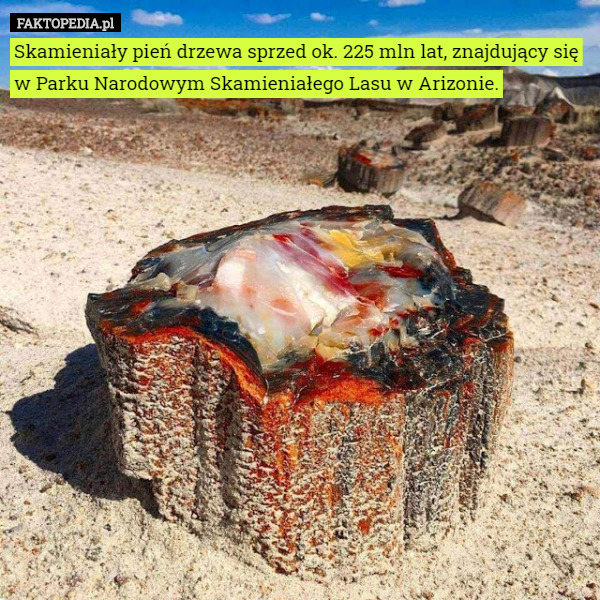Skamieniały pień drzewa sprzed ok. 225 mln lat, znajdujący się w Parku Narodowym Skamieniałego Lasu w Arizonie. 