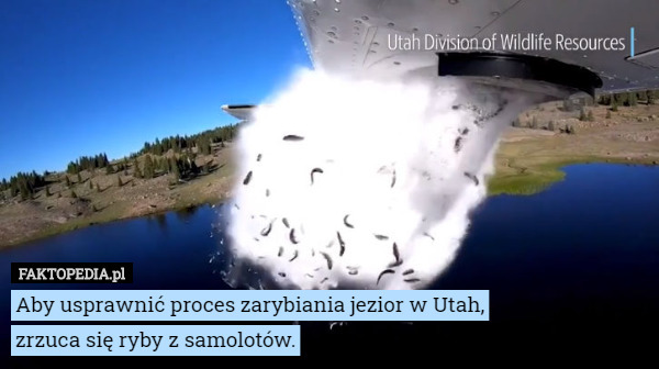 Aby usprawnić proces zarybiania jezior w Utah, zrzuca się ryby z samolotów. 