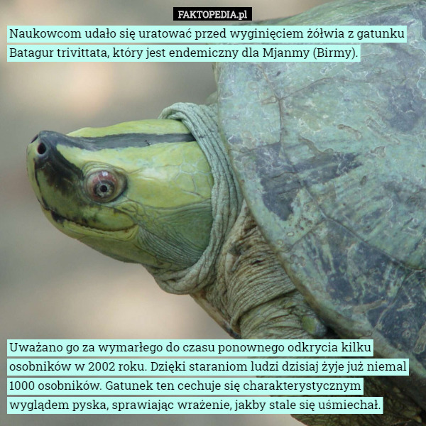 Naukowcom udało się uratować przed wyginięciem żółwia z gatunku Batagur trivittata, który jest endemiczny dla Mjanmy (Birmy). Uważano go za wymarłego do czasu ponownego odkrycia kilku osobników w 2002 roku. Dzięki staraniom ludzi dzisiaj żyje już niemal 1000 osobników. Gatunek ten cechuje się charakterystycznym wyglądem pyska, sprawiając wrażenie, jakby stale się uśmiechał. 