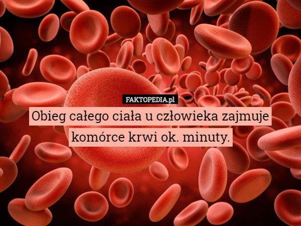 Obieg całego ciała u człowieka zajmuje komórce krwi ok. minuty. 