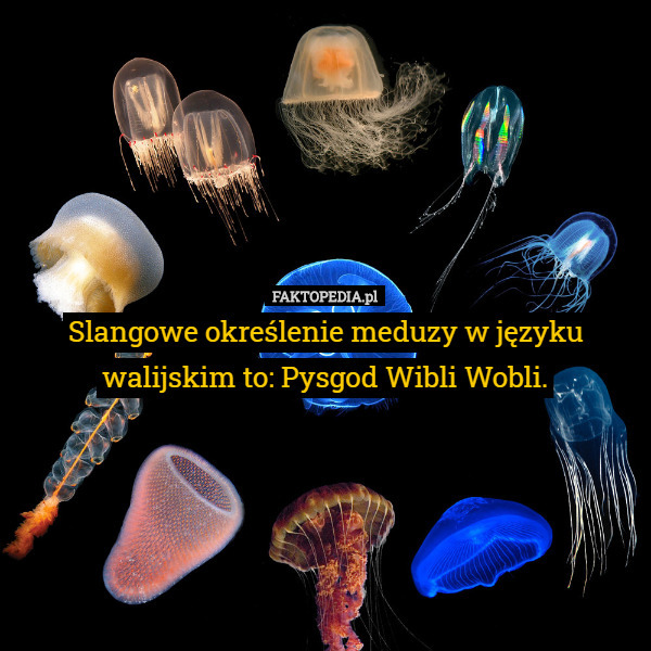 Slangowe określenie meduzy w języku walijskim to: Pysgod Wibli Wobli. 