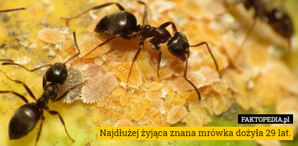 Najdłużej żyjąca znana mrówka dożyła 29 lat. 
