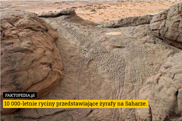 10 000-letnie ryciny przedstawiające żyrafy na Saharze. 