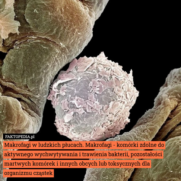 Makrofagi w ludzkich płucach. Makrofagi - komórki zdolne do aktywnego wychwytywania i trawienia bakterii, pozostałości martwych komórek i innych obcych lub toksycznych dla organizmu cząstek 