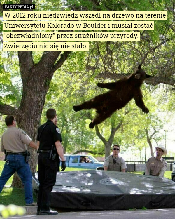W 2012 roku niedźwiedź wszedł na drzewo na terenie Uniwersytetu Kolorado w Boulder i musiał zostać "obezwładniony" przez strażników przyrody. Zwierzęciu nic się nie stało. 